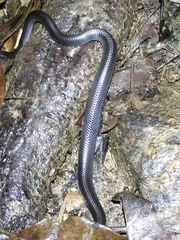 Stegonotus australis