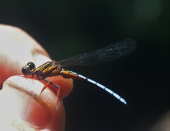 Platycypha caligata