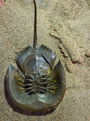 Carcinoscorpius rotundicauda