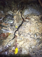 Stegonotus australis