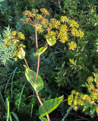 Bupleurum aureum