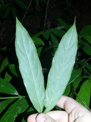 Lasianthus chlorocarpus