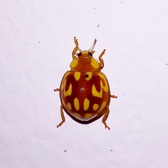 Neocalvia cayennensis