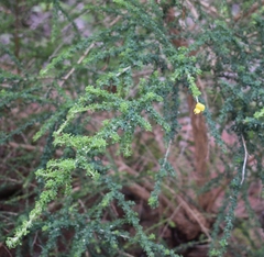 Adenocarpus foliolosus image