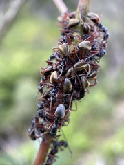 Dolichoderus doriae