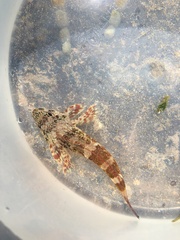 Bovichtus angustifrons