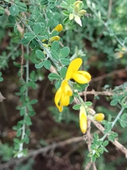 Genista canariensis image