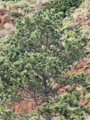 Pinus pinaster