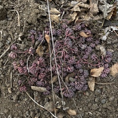 Sedum