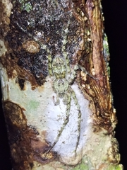 Pandercetes gracilis