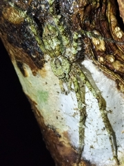 Pandercetes gracilis