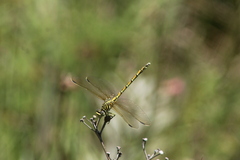 Ceratogomphus pictus