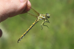 Ceratogomphus pictus