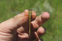 Ceratogomphus pictus