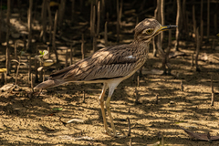 Burhinus senegalensis