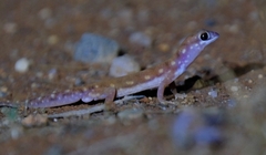Rhynchoedura