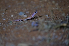 Rhynchoedura