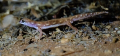 Rhynchoedura