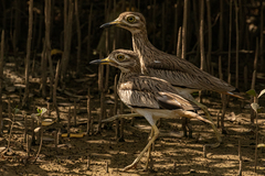 Burhinus senegalensis