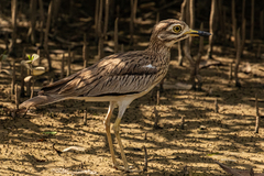 Burhinus senegalensis