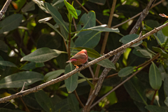 Lagonosticta senegala