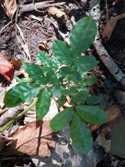 Aglaia rimosa