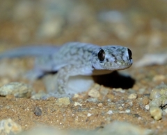 Gehyra versicolor