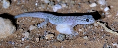 Gehyra versicolor