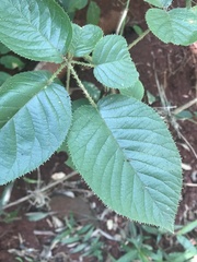 Rubus urticifolius