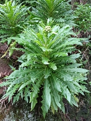 Sonchus acaulis