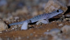 Gehyra versicolor