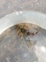 Bovichtus angustifrons
