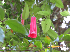 Lapageria rosea