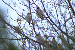 Bombycilla garrulus