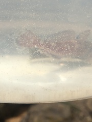 Bovichtus angustifrons