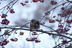 Turdus pilaris