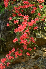 Rhododendron oldhamii