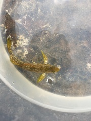 Aplodactylus arctidens