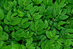 Elatostema parvum