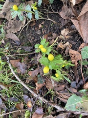 Eranthis hyemalis