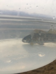 Aplodactylus arctidens