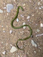 Erythrolamprus typhlus