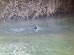 Phalacrocorax carbo