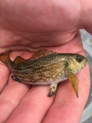 Aplodactylus arctidens
