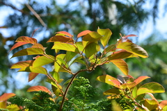 Actinidia latifolia