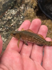 Aplodactylus arctidens