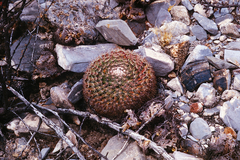 Mammillaria grusonii