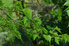 Acer morrisonense