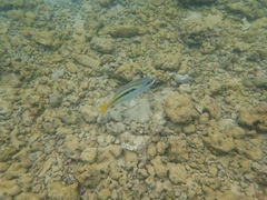 Scolopsis monogramma