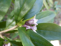 Daphne papyracea